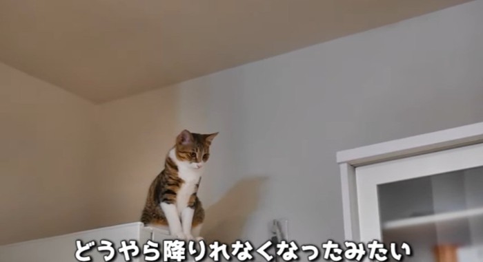 冷蔵庫の上の猫