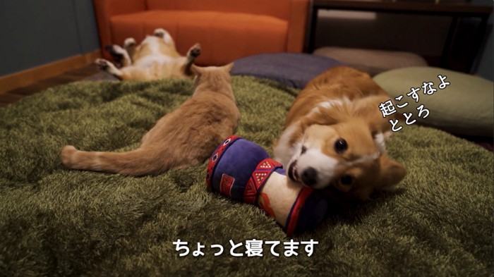 奥で寝ている犬を見つめる猫とおもちゃで遊ぶ犬