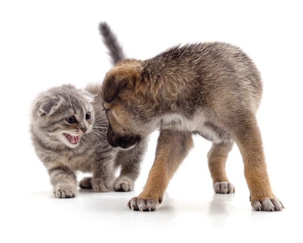 犬に噛みそうな子猫