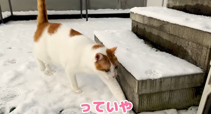 歩いている猫