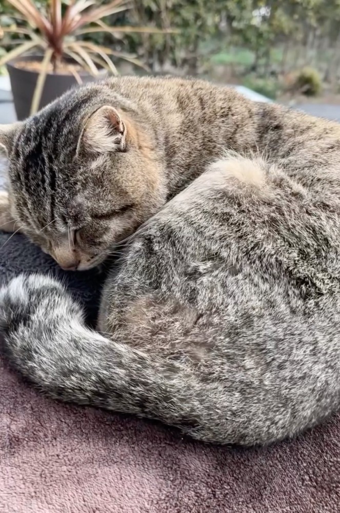 外用ソファでくつろぐ猫