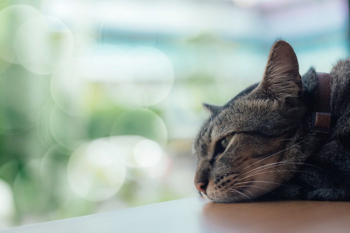 悲しそうな表情で横になる猫