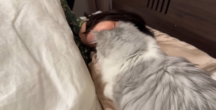 寝ている人の顔の匂いを嗅いでいる猫