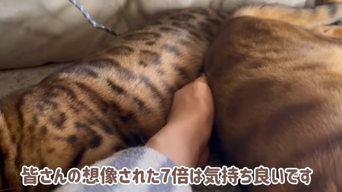 猫と猫の間にある人の手