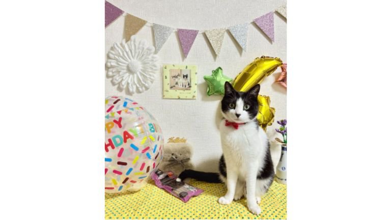 室内にいる猫