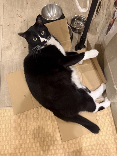 段ボールの上の白黒猫