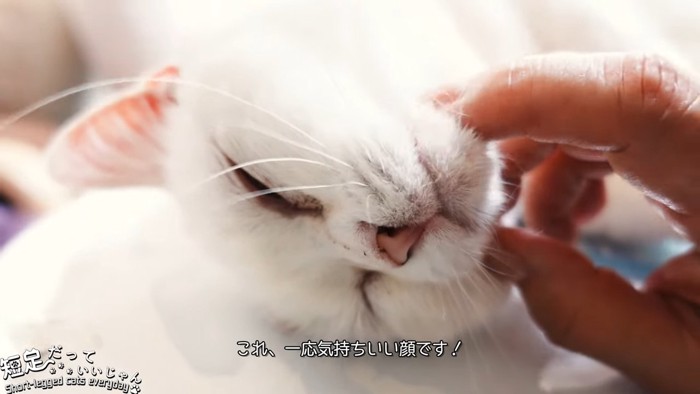 あごをなでられる猫