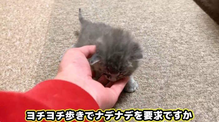 なでられている子猫