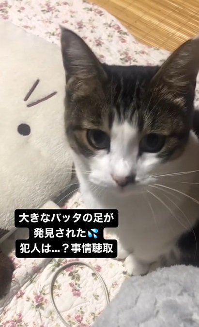 頷く猫