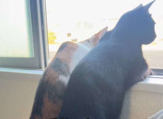 窓の外を見る二匹の猫（胴体から上のみ）