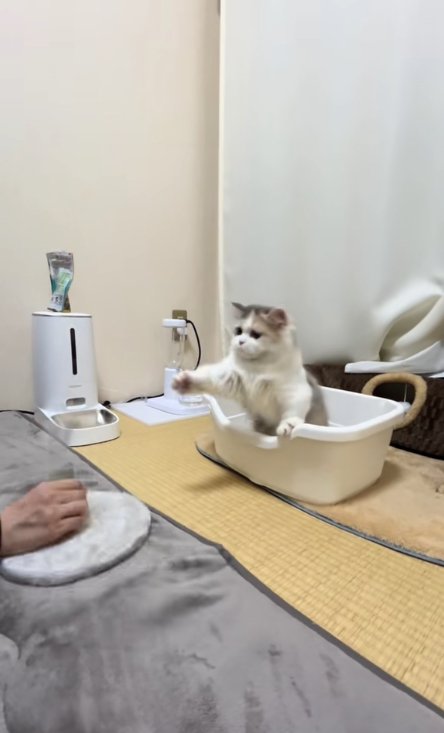 真っ直ぐ前を見て右前足を前に伸ばしている子猫