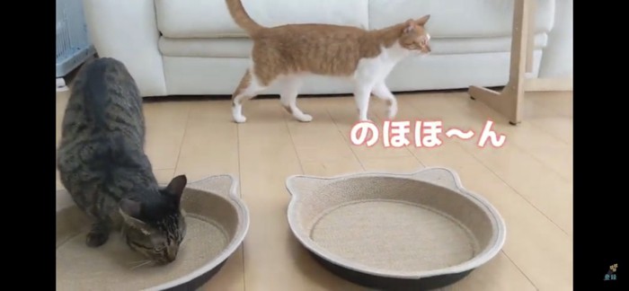 においを嗅ぐ猫と通り過ぎる猫