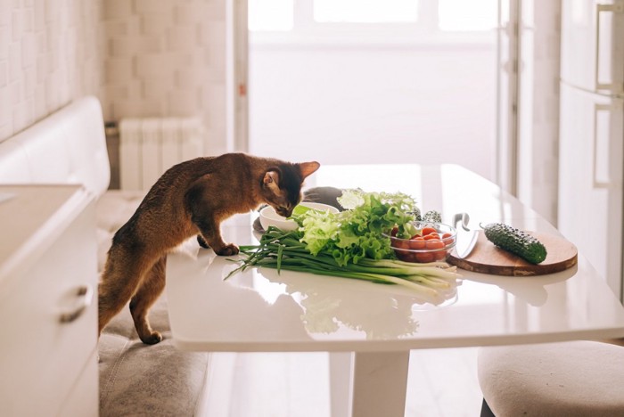 猫と野菜