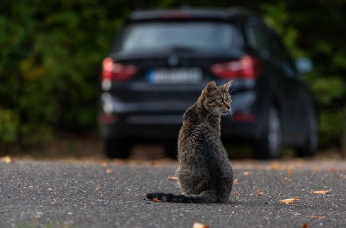 車と猫