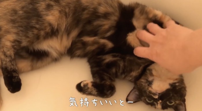 飼い主さんに触られるつむぎちゃん