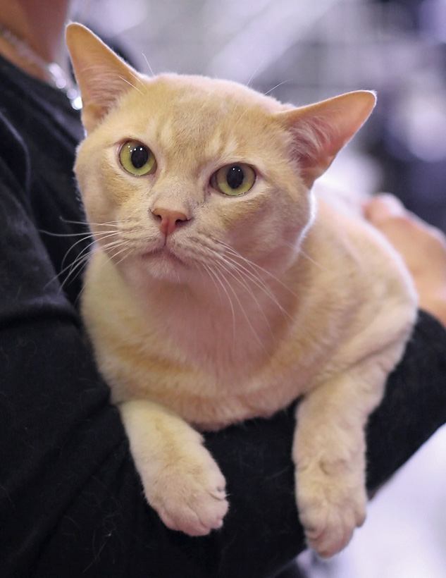 British Burmese cat