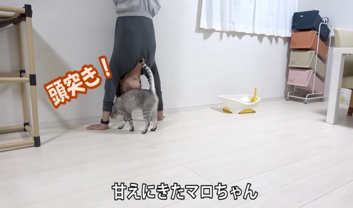 飼い主さんに頭突きをする猫