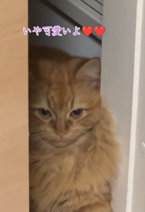 上目遣いの猫