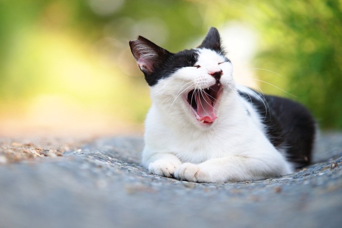 あくびをするさくら猫