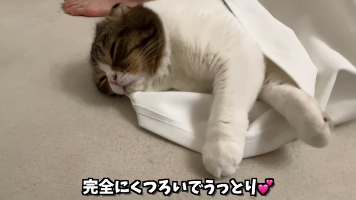 寝る猫