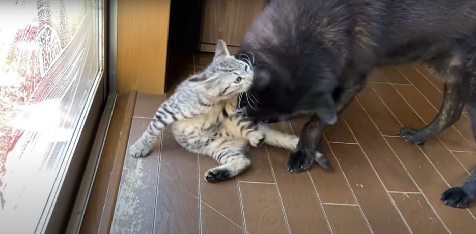 犬に噛みつく子猫