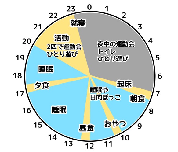 ある飼い猫の一日