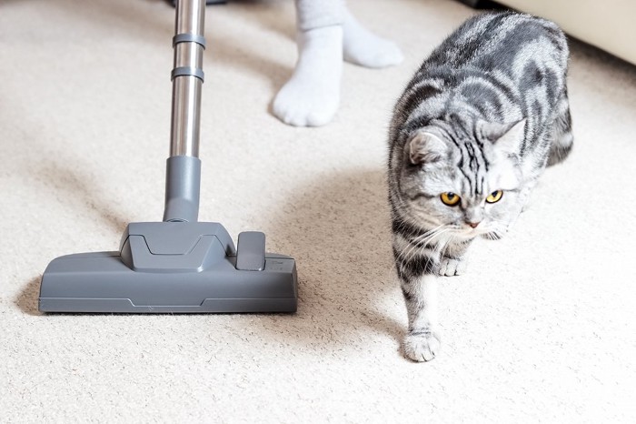 猫のいる部屋の中に掃除機をかける