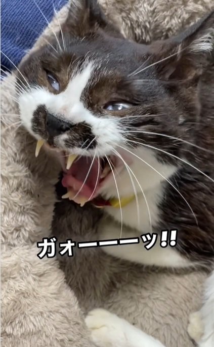 思いの外怪獣