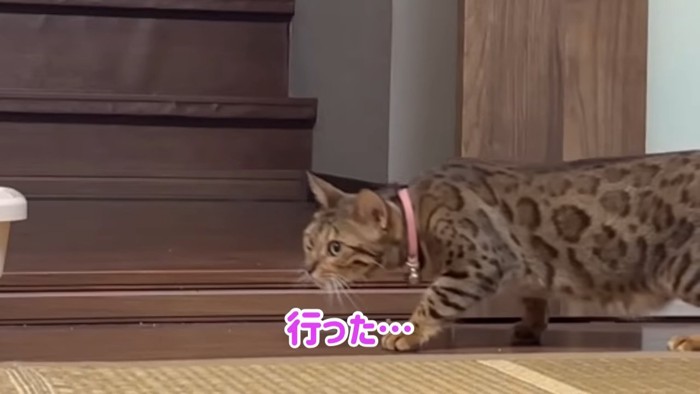 姿勢を低くして歩く猫