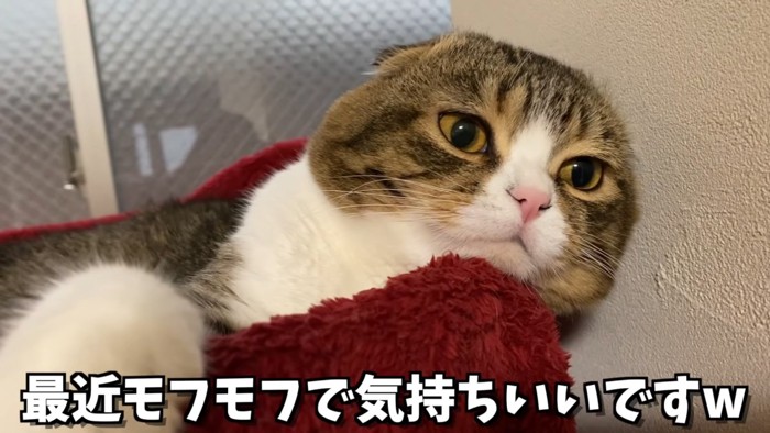 前足をカゴにかけて寝そべる猫