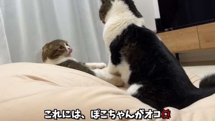 クッションの上にいる2匹の猫