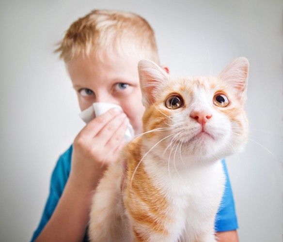 茶白猫とティッシュで鼻をおさえる少年