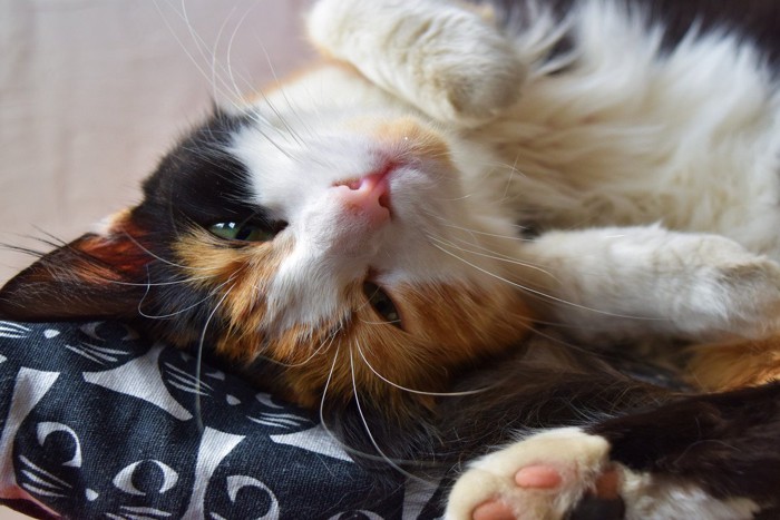 仰向けの猫の顔