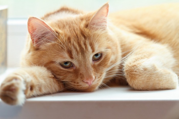 悲しげな表情で窓辺に伏せている猫