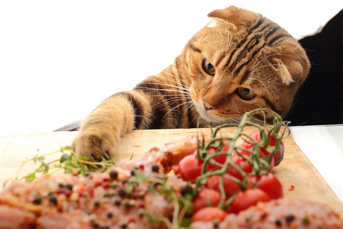 料理にいたずらする猫