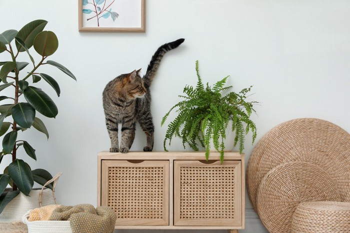 猫と植物