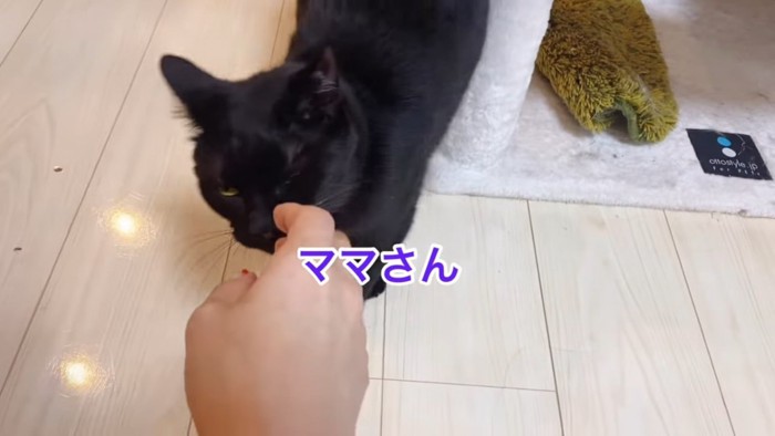 顔をなでてもらう猫