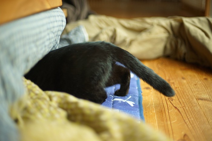 こたつに入る猫