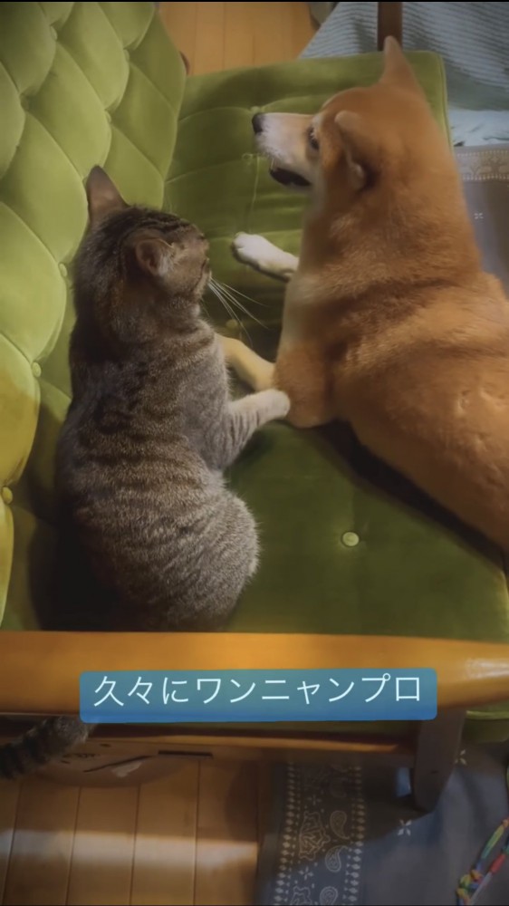 犬と猫の後ろ姿