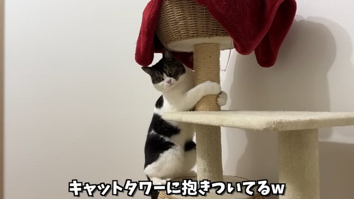 キャットタワーに抱きつく猫