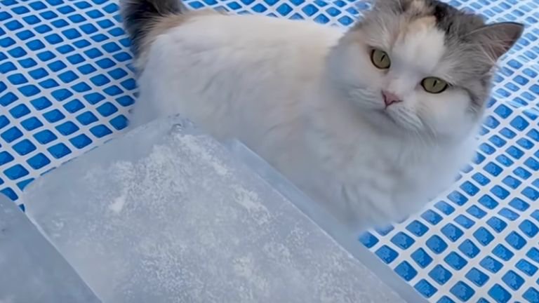 氷を見つめている猫