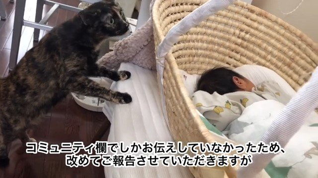 クーファンを覗こうとする猫