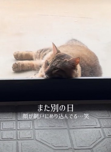 玄関にもたれかかる猫