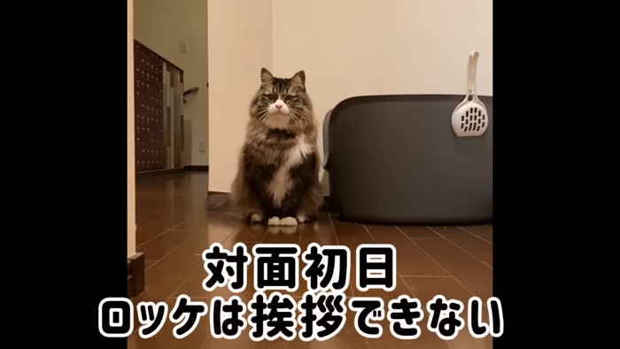 座る猫