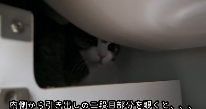 引き出しの中の猫