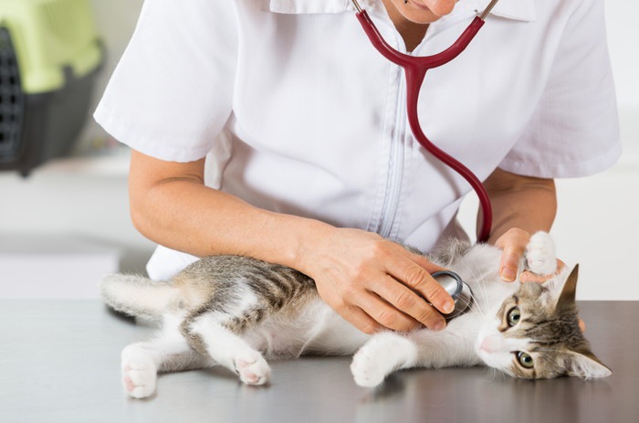 獣医師と猫の写真