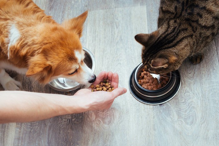 犬にフードを出す人