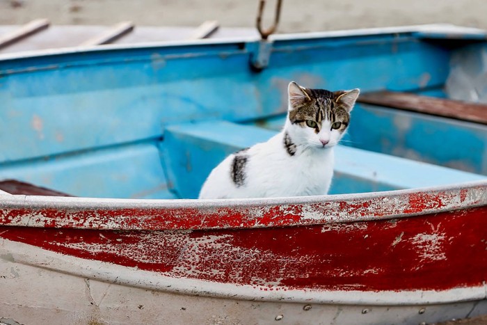 ボートに乗る猫