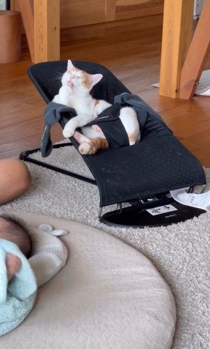 バウンサーに乗る猫