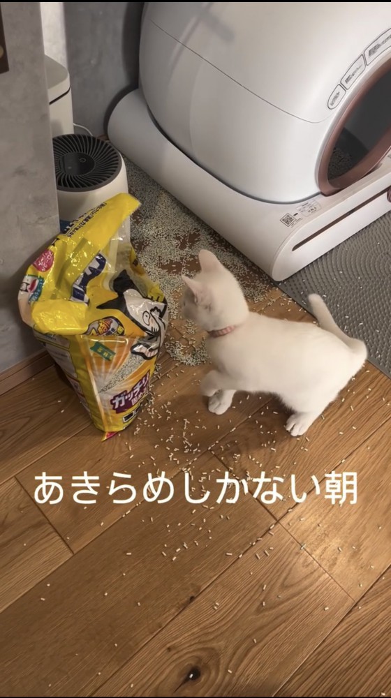 部屋を散らかす猫